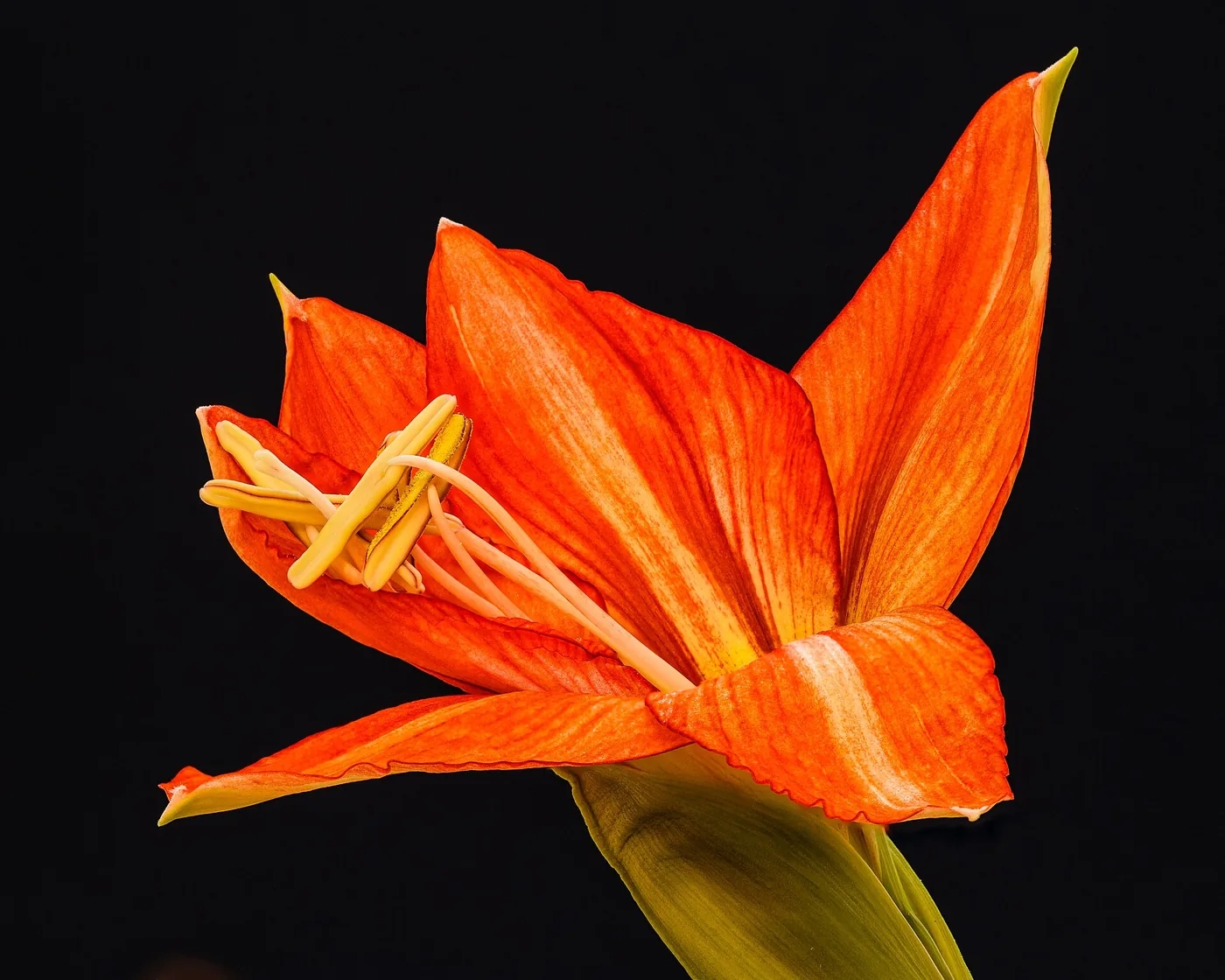 Detalle de una flor doméstica