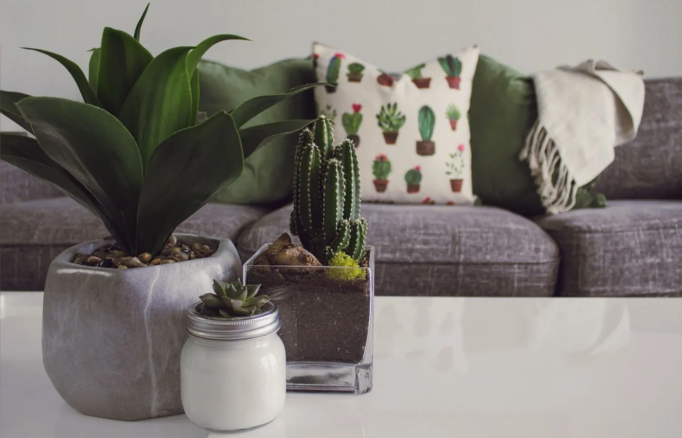 Plantas de interior en un salón con luz suave
